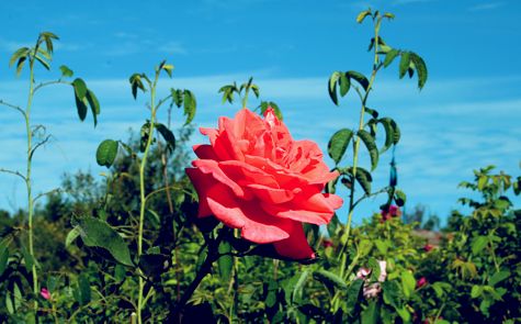 Henryk Rynkowski - Róża naszej miłości - Aby róża żyć mogła, potrzebuje wody Kropel deszczu i rosy, co na płatkach błyszczy W mgły porannej obłokach jak w źródle się kąpiąc Cieszy oczy soczystą zielenią swych liści  Aby róża żyć mogła, potrzebuje słońca By do niego uśmiechać swoje piękne lico W jego blasku się stawać nieziemskim zjawiskiem I dawać ukojenie znużonym źrenicom  Aby róża żyć mogła, potrzebuje ziemi Aby jej wiatru powiew nie porwał w nieznane Aby mogła bezpiecznie ogród sobą stroić I urzekać swym pięknem Twe oczy kochane  Miłość jest jak ta róża kwitnąca w ogrodzie Piękna i taka zwiewna jak obłok na niebie Lecz aby istnieć mogła i świat cały zdobić Róża naszej miłości potrzebuje Ciebie
